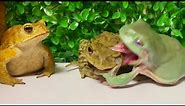 Stop eating 🐸 [Frog and toad] Miyako toad, Nagare toad, Australian green tree frog。