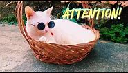 CATS FUNNY WEARING SUNGLASSES TO GET ATTENTION!😎