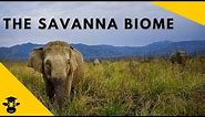 Savanna Grassland- Biomes of the world