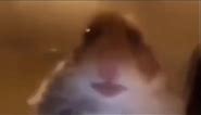 hamster staring meme