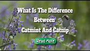 difference between catnip and catmint