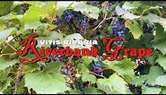Hunting for Wild Grapes in Nature - Riverbank Grape (Vitis Riparia)
