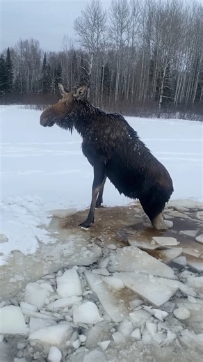 Frozen moose on the loose, and only these Canadian loggers can save him! | Try Not to Laugh