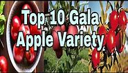 Top 10 Gala Apple Variety गाला सेब की 10 सब्से अच्छी किस्म