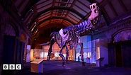 Titanosaur: Gigantic dinosaur goes on display at Natural History Museum