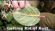 Get Gardening: Getting Rid of Rust