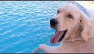 Funny Dogs Swimming in Pool Compilation NEW