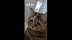 Sad Cat Meowing Original Meme Template