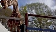 Zoo Atlanta - Giraffe feedings are back for the season!...