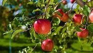 Aomori apple ～We will deliver delicious apples carefully raised throughout the year～
