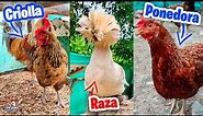 Características y Diferencias de una gallina de Raza, Criolla o Ponedora