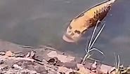 Fish With 'Human Face' Swims Around China