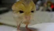 Pygmy Jerboa - Warning worlds cutest mouse!