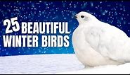 25 Beautiful Birds of Winter | North America