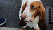 426 Popular Basset Hound Names - Animal Hype