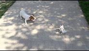 Jack Russell Terrier Puppy Barking at Hipster Robot Dog