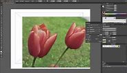 How to Import Images into Adobe Illustrator