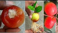 🔴grow apple plums tree from plum