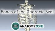 Bones of the Thoracic Wall - 3D Anatomy Tutorial