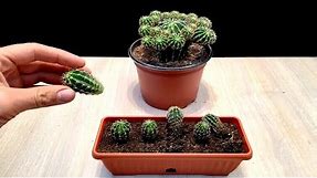 How to grow Baby Cactus very easy