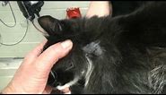 Third Eyelids and Constricted Pupils in a Cat