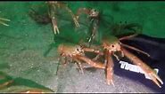 Spy Crabs Investigating Hand irl