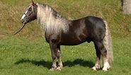 Black Forest Horse Info, Origin, History, Pictures