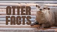 Otter Facts Cuter Than You Think