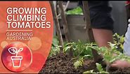 Growing Climbing Tomatoes | Growing Fruit and Vegies | Gardening Australia