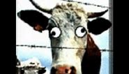 How to identify mad cow disease