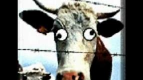 How to identify mad cow disease