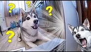 Husky reaction to pranks with pets / funny jokes and memes with dogs