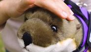Personalized Emotional Support Otter Stuffed Animal