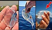 10 Most Beautiful Transparent Sea Creatures In The World
