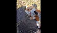 Dixiedo fox runs away with my phone. Tries to bury it.