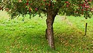 Are Apple Tree Roots Invasive (Will They Cause Damage)?