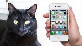 NEW iPhone made for CATS!