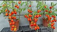 Using bananas as fertilizer to grow tomatoes - Large fruit - red - harvested all year round