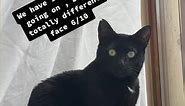 pearl_the_black_cat (@pearl_the_black_cat) adlı kullanıcının Blue Eyes Filter videosu