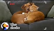 Parents Set Up Hidden Camera And Catch Cat Cuddling Their Anxious Dog | The Dodo Odd Couples