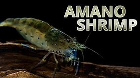 Species Spotlight | Amano Shrimp