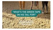 What’s the green tape on Harley’s tail? This was a great question so I thought I’d share for those who don’t know! Not everyone uses tape in this way, but you’ll often see it out on the hunting field, too. I’ve never personally seen a white or yellow tape/ribbon in real life, but I’ve read they are part of the set of “colours”. Anyone else used this tape before? #Dressage #Equestrian #YoungHorse | Riding With Rhi
