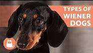 DACHSHUND BREED TYPES 🐶🐾 According to Size and Coat