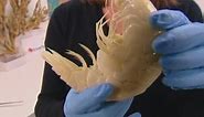 Lobster-sized giant prawn found in New Zealand
