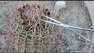 Barrel Cactus Seed Harvest