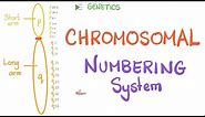 How your Chromosomes are Numbered | Genetics 🧬