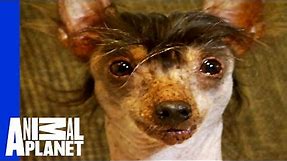 The World's Ugliest, Most Loveable Dogs!