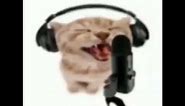 cat with headphones singing autotune