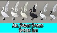 All Swan Species - Species List