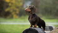 Dachshund Growth and Weight Chart (Standard & Mini) – The Complete Guide - K9 Web